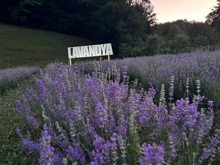 Lavender in bloom in front of the Lavandya sign